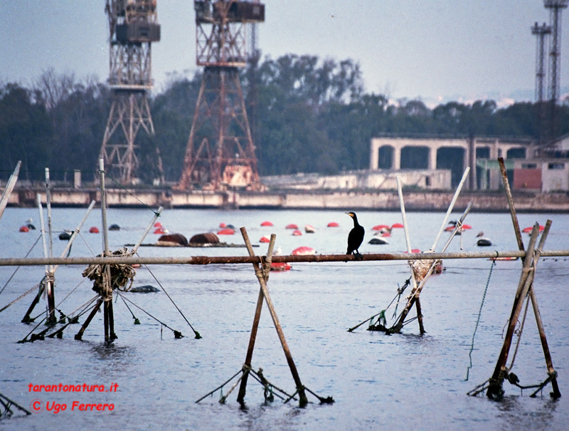 Mar Piccolo e l''oasi WWF La Vela